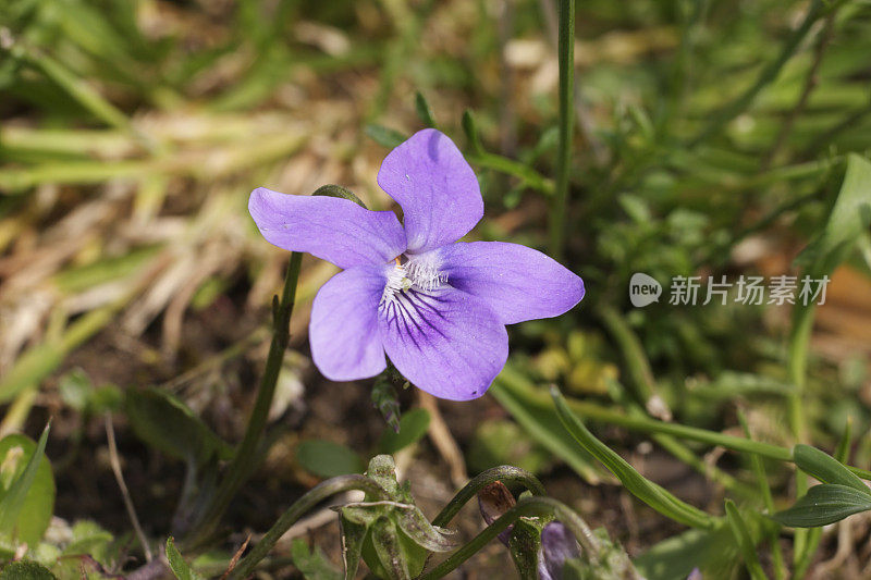 小狗violet Viola riviniana极端接近野花